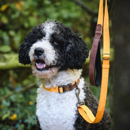 Picture of Freedog Linum Yellow Sunrise Dog Leash | Eco-Friendly & Dura